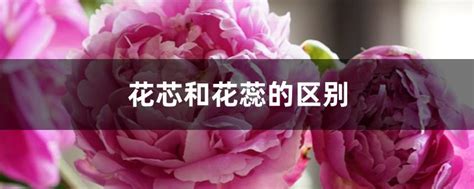 花芯 意思|【花芯 意思】花芯的意思｜與花蕊的分別一次看懂